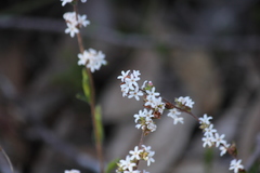 Leucopogon concurvus