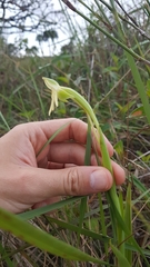 Habenaria trifida