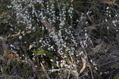Leucopogon concurvus