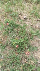 Camptosema rubicundum