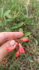 Camptosema rubicundum