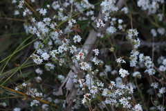 Leucopogon concurvus