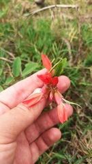 Camptosema rubicundum