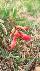 Camptosema rubicundum