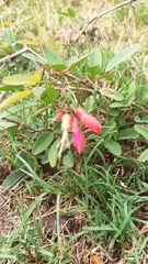 Camptosema rubicundum