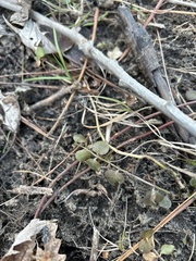 Lysimachia nummularia