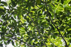Ficus insipida