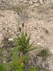 Plantago ovata