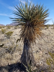 Yucca torreyi