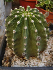 Echinopsis