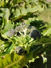 Sonchus hierrensis