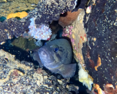 Acanthistius serratus