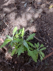 Andryala pinnatifida