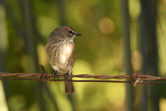 Muscicapa adusta adusta