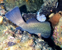 Acanthistius serratus