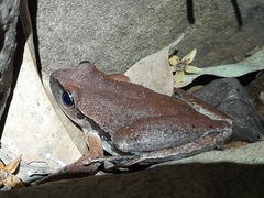 Ranoidea lesueuri