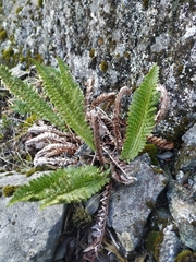 Polystichum andinum