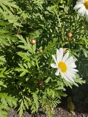 Argyranthemum