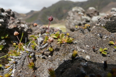 Harrimanella hypnoides