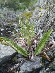 Polystichum andinum