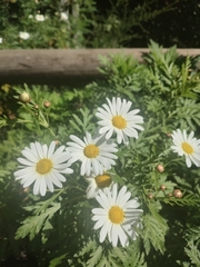 Argyranthemum