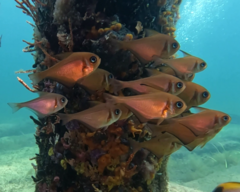 Pempheris klunzingeri