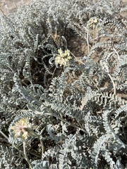 Astragalus anemophilus