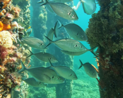 Pseudocaranx georgianus