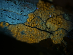 Pertusaria pustulata