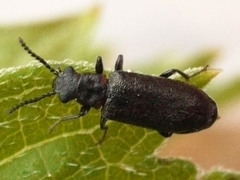 Lacconotus punctatus