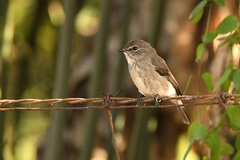 Muscicapa adusta adusta