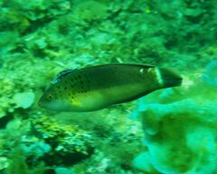 Austrolabrus maculatus