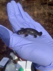 Ambystoma talpoideum