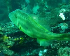 Meuschenia freycineti