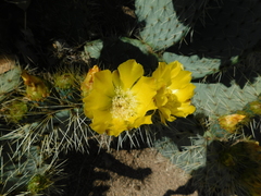 Opuntia robusta