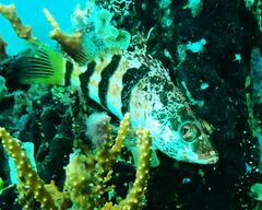 Hypoplectrodes nigroruber