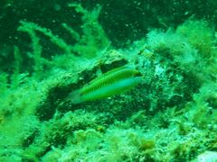 Halichoeres brownfieldi