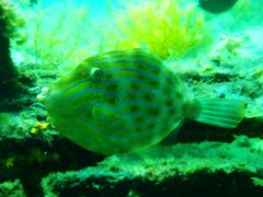 Eubalichthys mosaicus