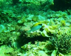 Chromis klunzingeri