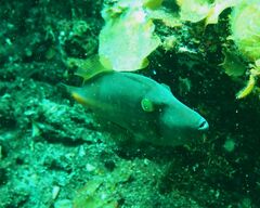 Meuschenia flavolineata