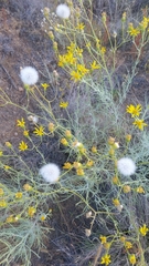 Senecio flaccidus flaccidus