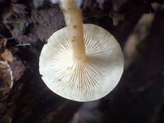 Ossicaulis