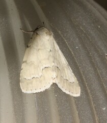 Acronicta innotata