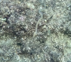 Myrichthys breviceps