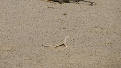 Callisaurus draconoides rhodostictus