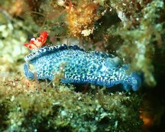 Hypselodoris saintvincentius