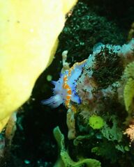 Mexichromis macropus