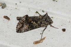 Syngrapha octoscripta