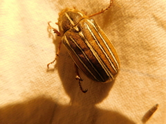 Polyphylla