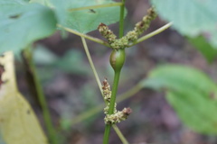 Neolasioptera boehmeriae